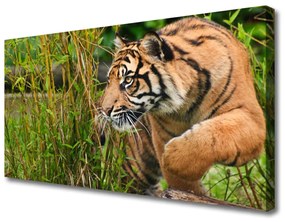 Quadro su tela Animali tigre 100x50 cm