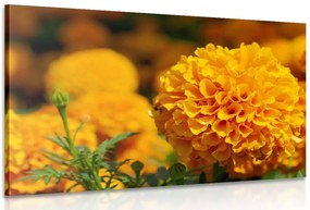 Quadro su tela – Calendula azteca