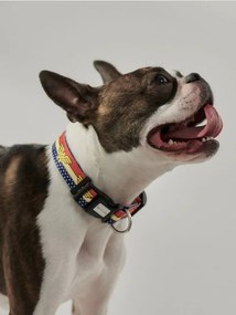 Sinsay - Collare per cane Wonder Woman - multicolor