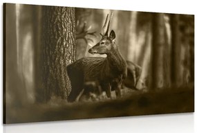 Quadro su tela – Cervo nella foresta di pini in seppia