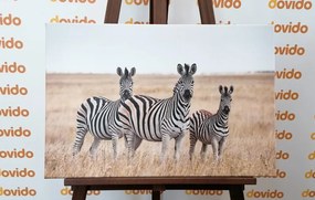 Stampa su tela – Tre zebre nella savana