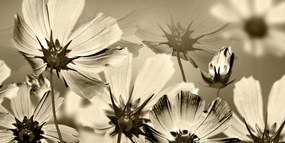 Stampa su tela – Fiori da giardino in versione seppia