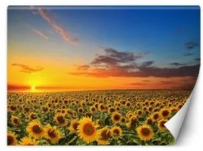 Carta Da Parati, Campo di girasoli Natura 150x105