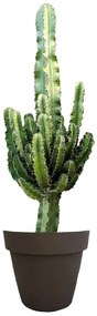 Pianta da interno EUPHORBIA ERITREA DIAM.CM. 40