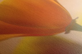Stampa su tela – Splendido fiore