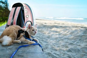 Zaino da trasporto per cani e gatti - rosa