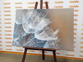 Quadro su tela – Macro soffione su sfondo