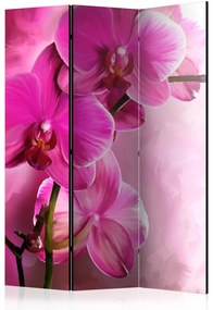 Paravento separè Orchidea rosa - paesaggio floreale di orchidee rosa
