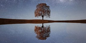 Stampa su tela – Cielo stellato sopra un albero solitario