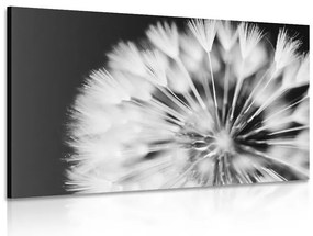 Stampa su tela – Dente di leone in bianco e nero