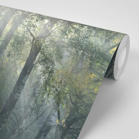 Carta da parati autoadesiva – Raggi di sole nella foresta nebbiosa
