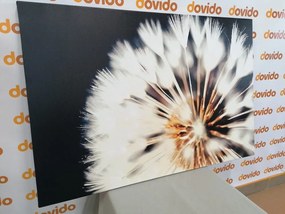 Quadro su tela – Dente di leone su sfondo scuro