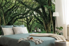 Fotomurale – Sentiero avvolto dagli alberi