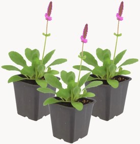 Set di 3 piante vere Betony Stachys monieri Hummelo