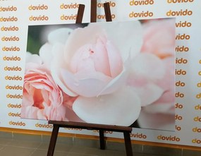 Quadro su tela – Pieno di rose