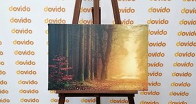 Stampa su tela – Sentiero nella foresta