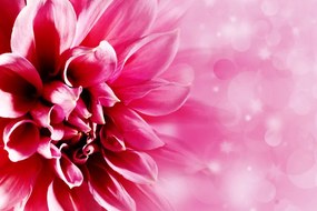 Stampa su tela – Fiore rosa