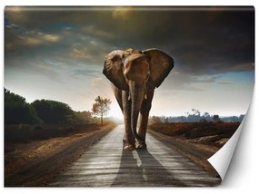 Carta Da Parati, Elefante nel modo animale Africa