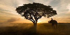 Quadro su tela – Elefante all'alba