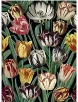 Blumentapete Tulipa von MINDTHEGAP - WP20178