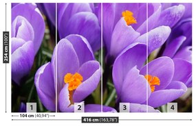 Carta da parati Crocus viola 104x70 cm