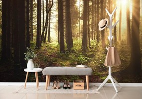 Carta da parati autoadesiva – Foresta illuminata dal sole