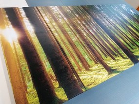 Quadri 5 pezzi – Mattina nella foresta