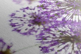 Stampa su tela – Fiori di aglio viola in fiore