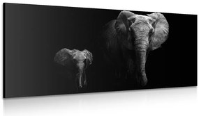 Quadro su tela – Piccolo elefante e elefantessa