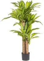 Pianta Dracaena con Vaso H130 (2 Pezzi) - DRACENA