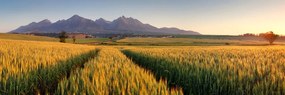 Stampa su tela – Tramonto su campo di grano