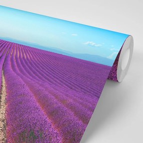 Carta da parati – Campo di lavanda infinito