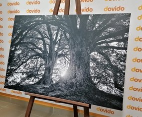 Quadro su tela – Alberi maestosi in bianco e nero