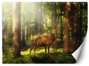 Carta Da Parati, Cervo Animali Foresta Natura