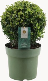 Set di 2 piante vere a forma di palla Ilex Crenata Jenny