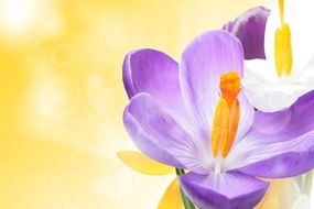 Carta da parati autoadesiva – Fiore in atmosfera primaverile