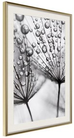 Poster Dew in the Macro Scale  Cornice Quadri Cornice d'oro con passe-partout, Larghezza x Altezza Home decor 20x30