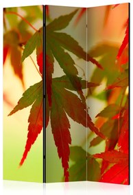 Paravento Foglie Colorate - Albero con foglie rosse e verdi su sfondo chiaro
