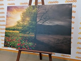 Stampa su tela – Due aspetti dell'albero