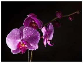 Fotomurale di buon gusto orchidea