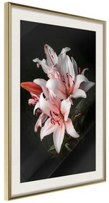 Poster  Pale Pink Lilies  Cornice Quadri Cornice d'oro con passe-partout, Larghezza x Altezza Home decor 40x60