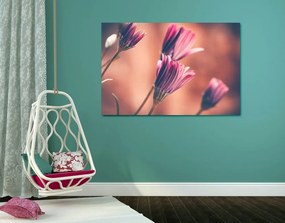 Quadro su tela – Margherite rosa delicate