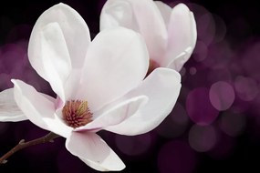 Quadro su tela – Fiore di magnolia su sfondo astratto