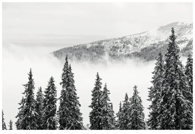 Carta da parati – Alberi di pino innevati bianco e nero