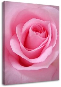 Quadro su tela, Pianta di fiori di rosa rosa