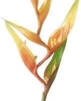 Set 3 Rami Artificiali Heliconia 83 cm