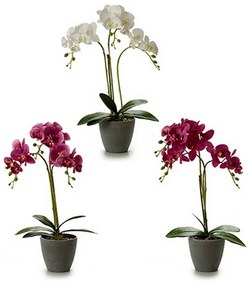 Pianta Decorativa Orchidea 19 x 48 x 24 cm Plastica (4 Unità)