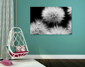 Quadro su tela – Dente di leone in bianco e nero