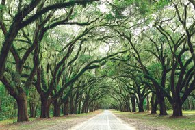 Fotomurale – Alberi in abbraccio