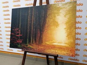 Stampa su tela – Sentiero nella foresta